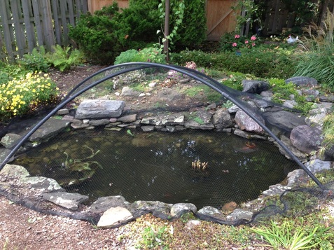 NY-Fall Fish Pond-Garden Pond Maintenance, Netting (Tenting